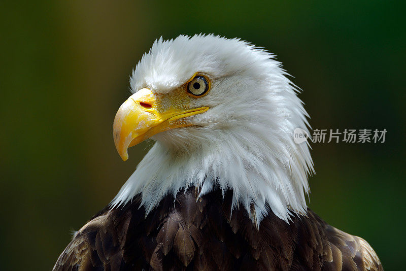 白头鹰(Haliaeetus leucocephalus)的肖像